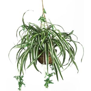 Nearly Natural Spider Silk Plant Hanging Basket