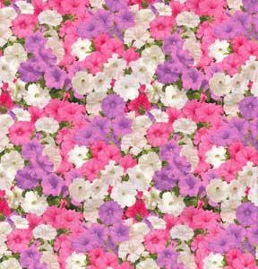 Fabric Traditions Pink   White Petunias Premium Cotton Fabric